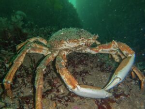 Spider Crab