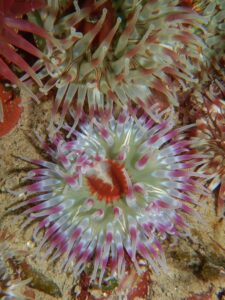 Dahlia Anemones