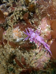 Nudibranchs