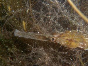 Pipefish in Weed